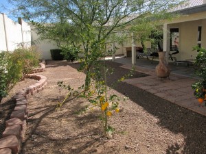 Smell the Citrus trees of Arizona in Spring